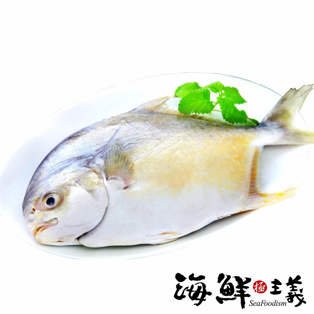 【海鮮主義】金鯧魚 約600g★讓你一整年的旺來鯧～★金鯧魚口感介於白鯧和黑鯧之間,肉質非常適合拿來做清蒸，蒸好後加些配料，讓整體口感及顏色更豐富，家常菜也可煮出五星級的口感喔!! #年菜