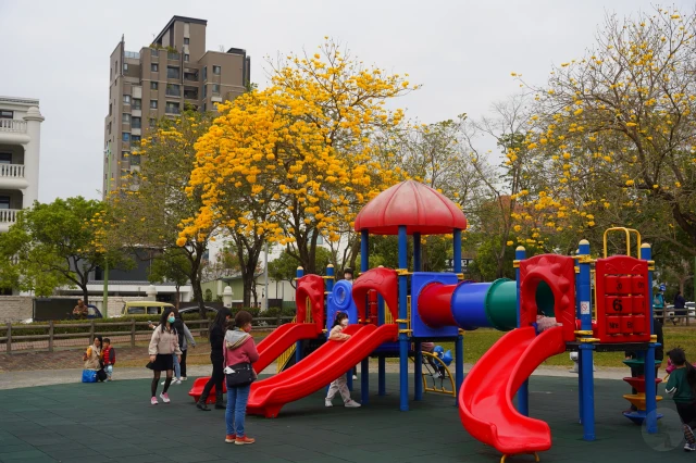 2023廍子公園黃花風鈴木花況,台中最美的黃金公園,廍子公園黃花風鈴木,廍子公園黃花風鈴木花況