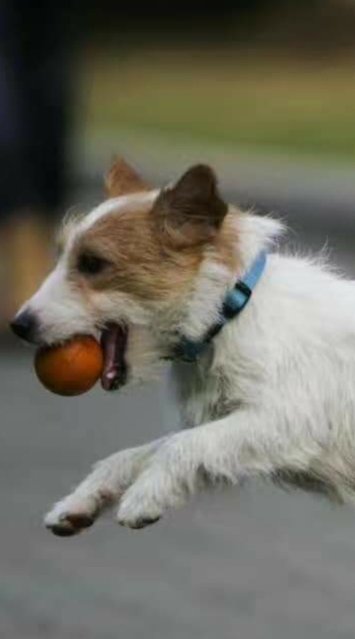 侑屋犬舍