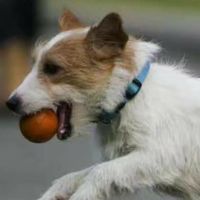侑屋犬舍