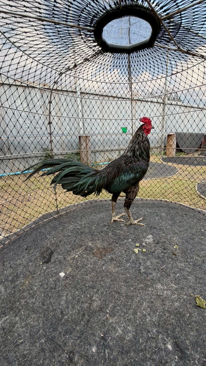 แบ่งปันไก่ชนทุกซุ้ม By BBฟาร์มไก่ชน