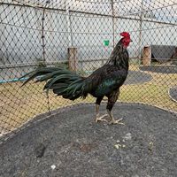 แบ่งปันไก่ชนทุกซุ้ม By BBฟาร์มไก่ชน