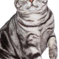 貓貓數字研討社