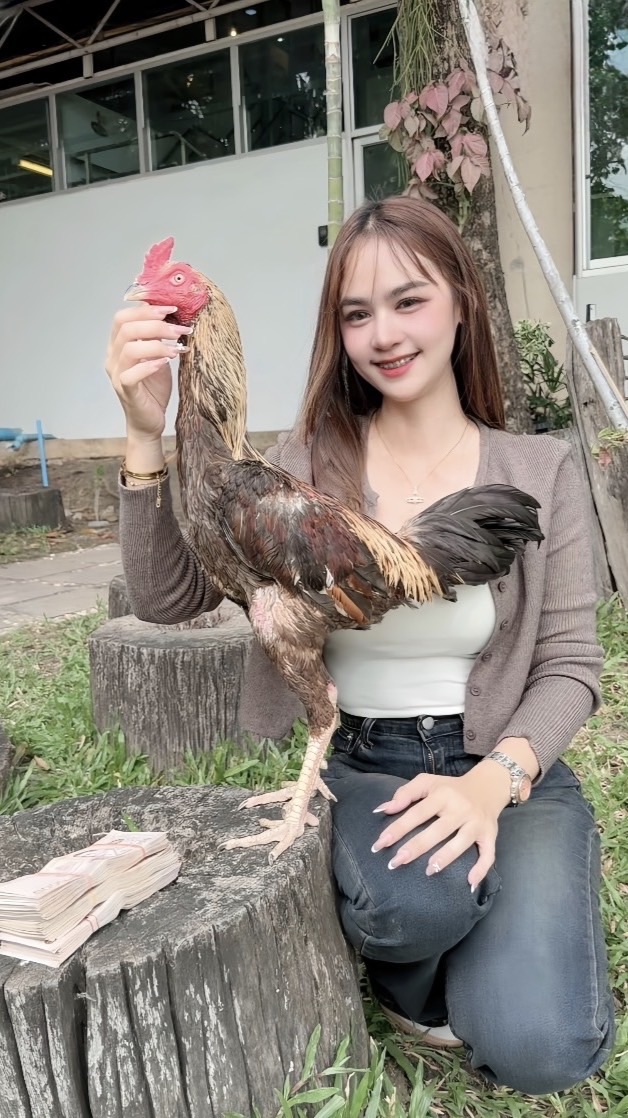บ้านฟ้าไก่ชน ฟาร์ม