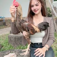บ้านฟ้าไก่ชน ฟาร์ม