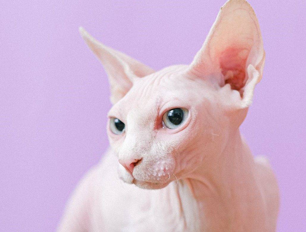 Perlu Perhatian Khusus, Ini Cara Merawat Kucing Sphynx dengan 