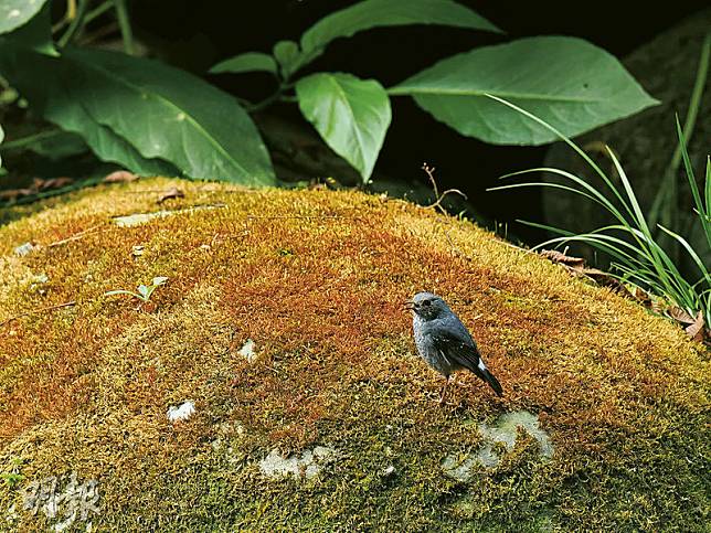 鳥類自動識別–啟動鳥類自動識別及Pro Capture預拍功能，就能較容易拍攝到雀鳥的不同神態。（周群雄攝）