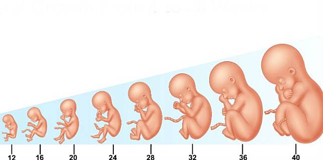ตารางน้ำหนักและขนาดของทารกในครรภ์ ที่จะบอกว่าลูกในท้องแข็งแรงดีแค่ไหน