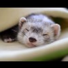 鼬【初】フェレと健康とナルヘソ フェレット