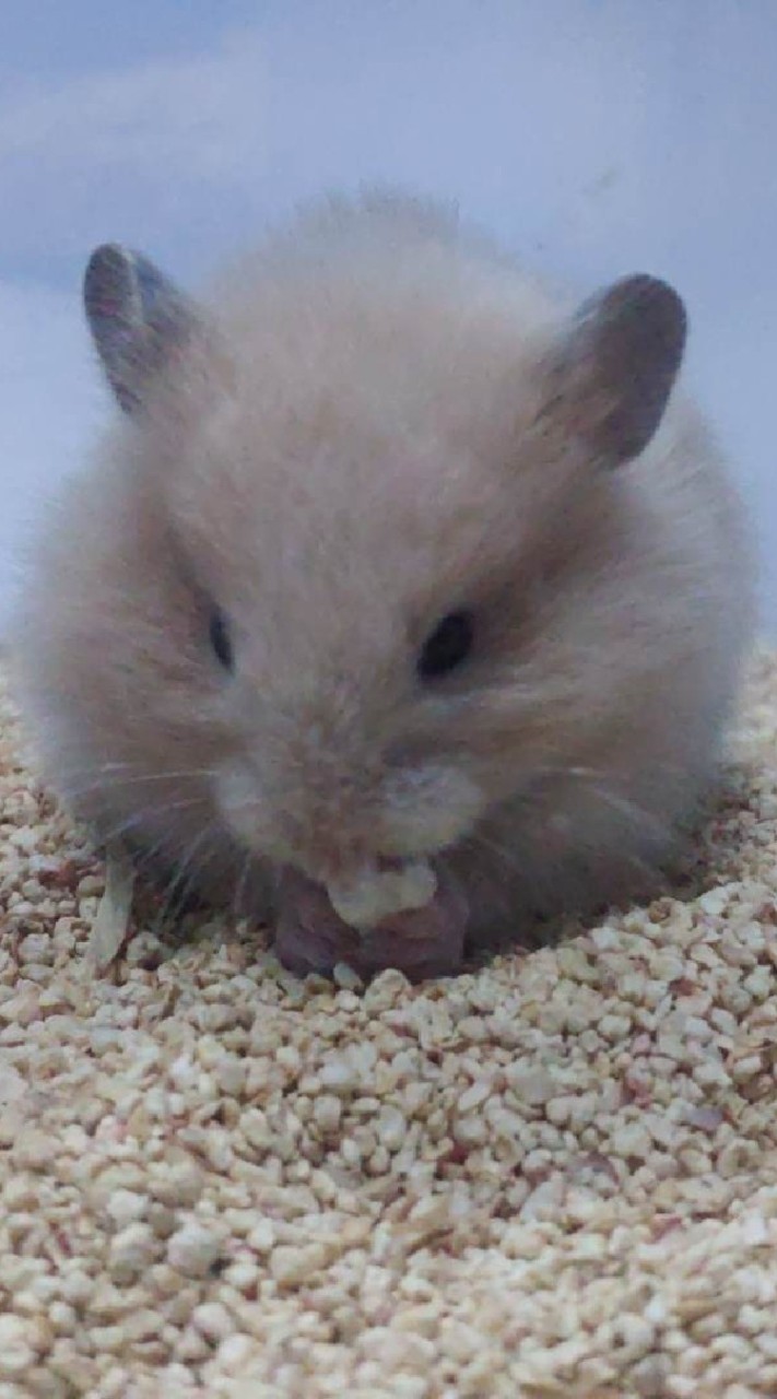 ซื้อ-ขายหนูไจแอนท์ยุโรป by. minisyrian hamster