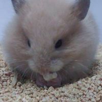 ซื้อ-ขายหนูไจแอนท์ยุโรป by. minisyrian hamster