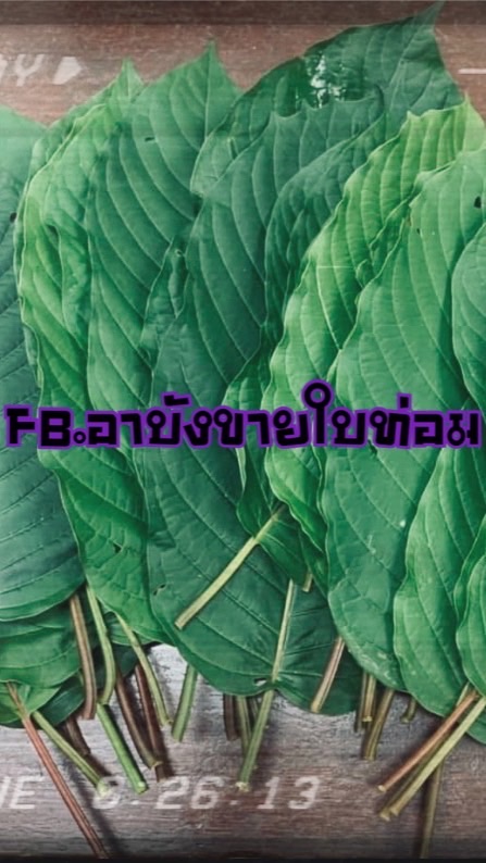 อาบังขายใบท่อม
