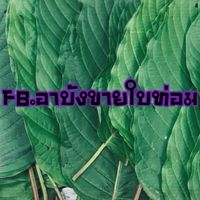 อาบังขายใบท่อม