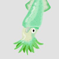 Super Squid Camp 🦑