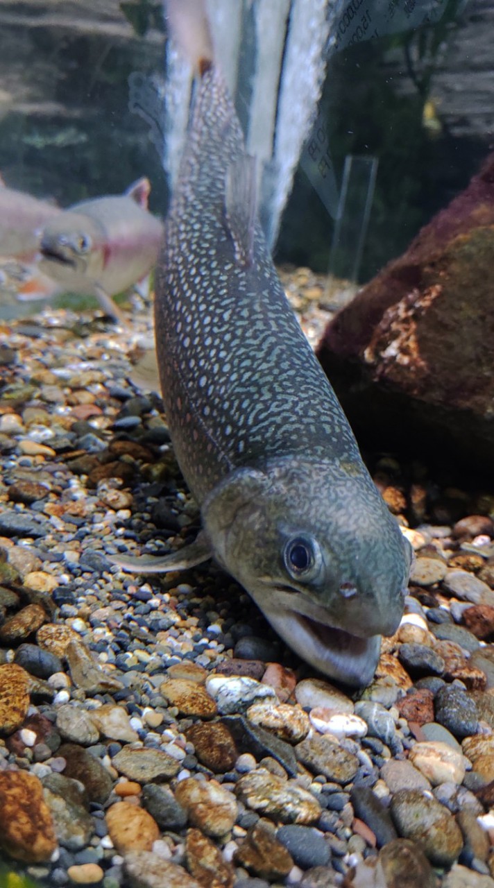 生き物好きあつまれ～雑談、ペットなどの相談、なんでもOK❗