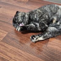 猫ミーム作ってる人 作ってなくてもいいよ 素材共有 好きな猫ミーム共有