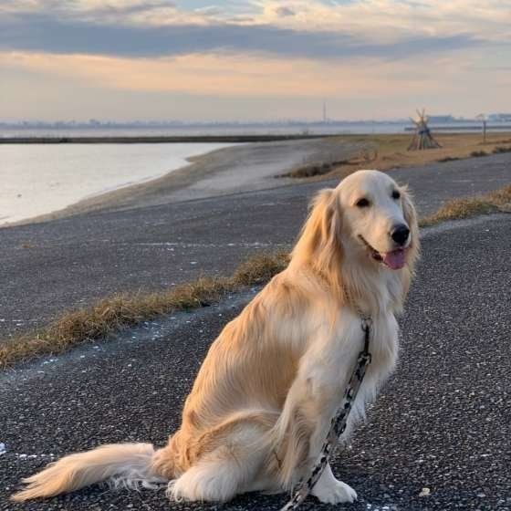 犬に 利き足 ってあるの 足 にまつわる雑学 豆知識
