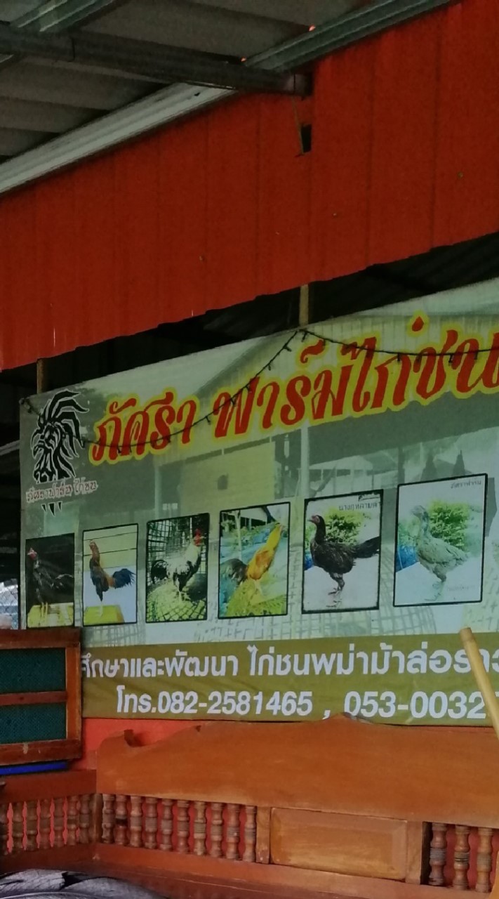 ภัศราฟาร์ม​ ไก่ชนพม่ารำวง