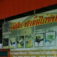 ภัศราฟาร์ม​ ไก่ชนพม่ารำวง