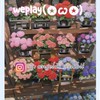 weplay(✪ω✪)