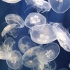 可愛い物が好きな人たちの雑談部屋