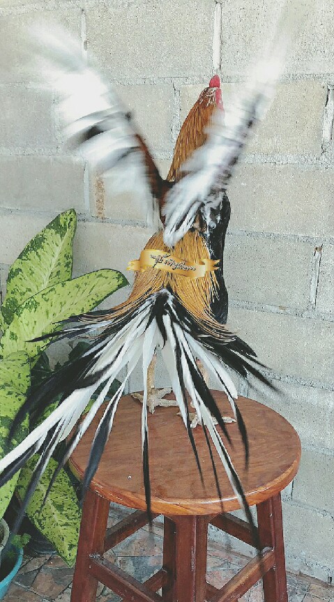 อนุรักษ์ไก่ไทย100%ทุกเฉดสีสวยๆ