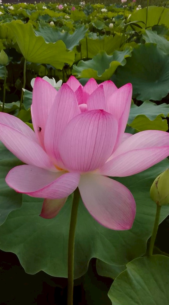 土穴自治会回覧板