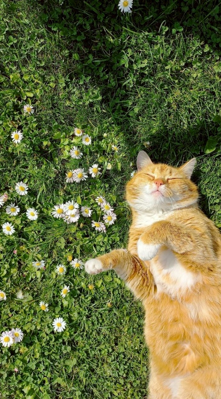 𓈒🍀 ݂apppre𓈒rafferty𓈒♡♡🍿