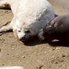 理系生物おたくの部屋