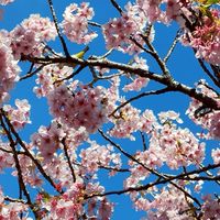 若年性認知症介護者の集い