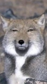 歌オプ