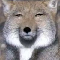 歌オプ