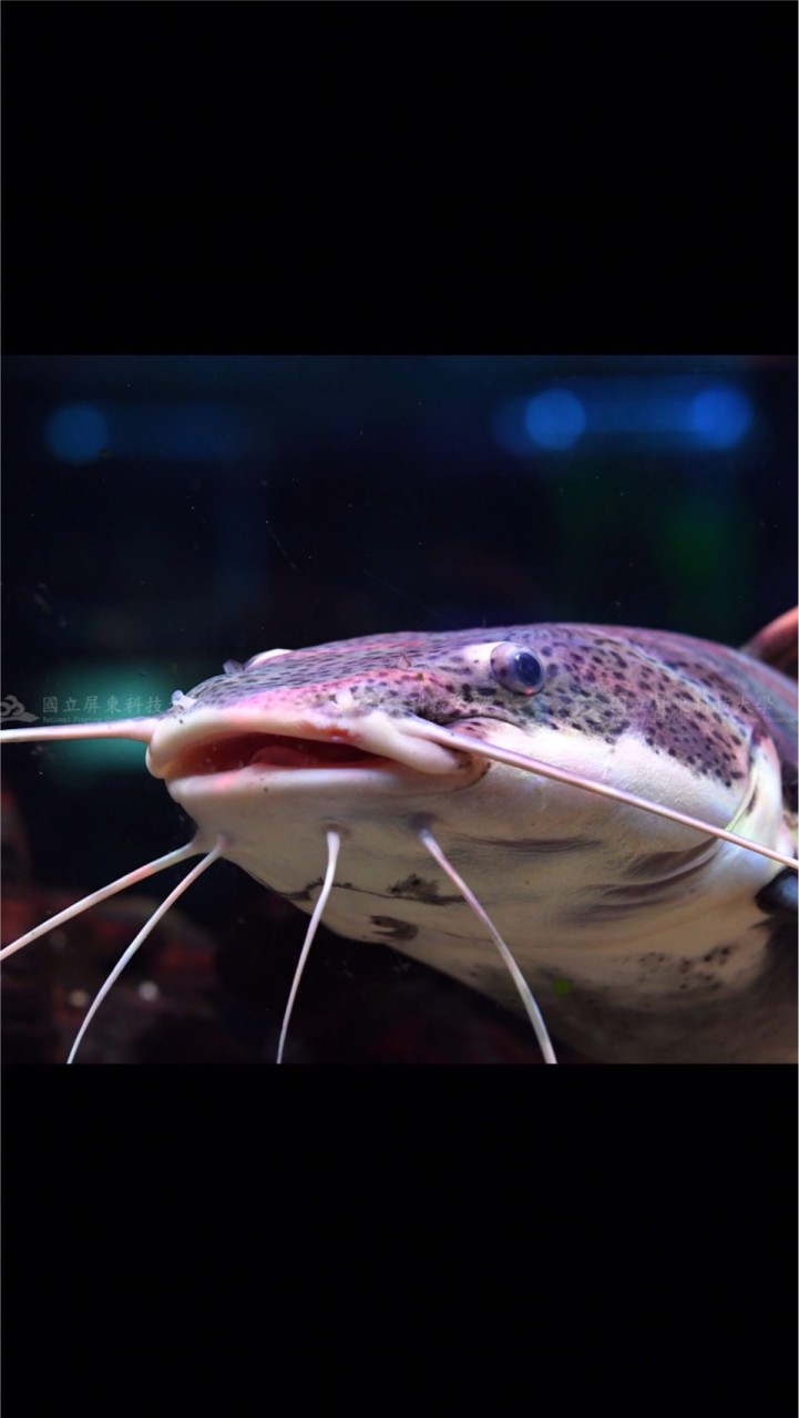 頭城水族同好社