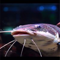 頭城水族同好社