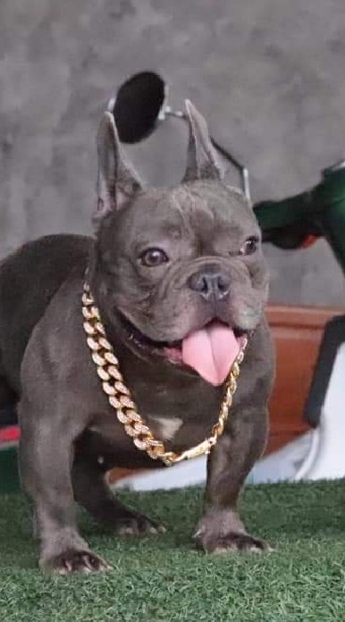 เฟร้นบลูด๊อก French Bulldog