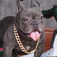 เฟร้นบลูด๊อก French Bulldog