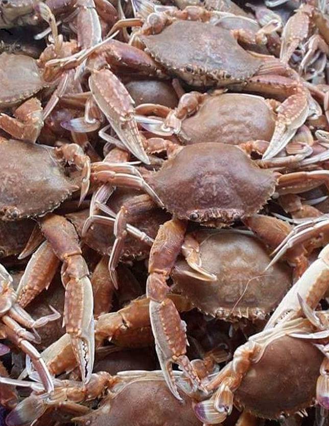 ▲扁蟹（圖/奧丁丁市集）