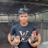ซุ้ม เกียรติยศ ฟาร์ม พม่าแข้งเพชร