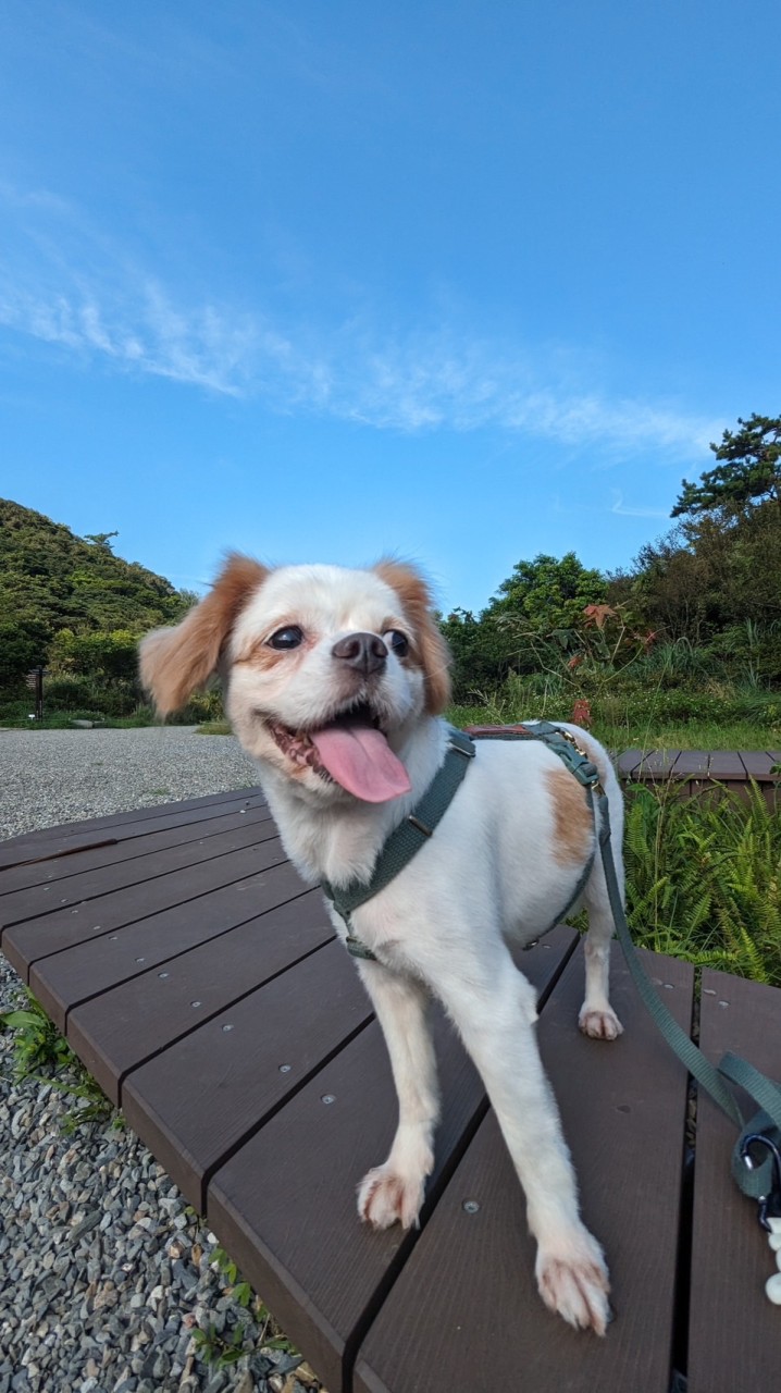 北投一起遛狗。溜狗。