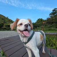 北投一起遛狗。溜狗。