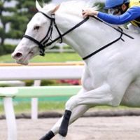 プリン・タルタルの競馬サークル👍