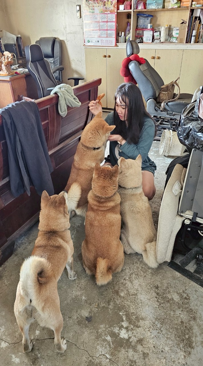 柴寶家族