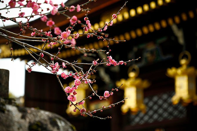 平安貴族も愛した春を告げる花 紅梅色 京都のいろ 如月 第3回 家庭画報 Com