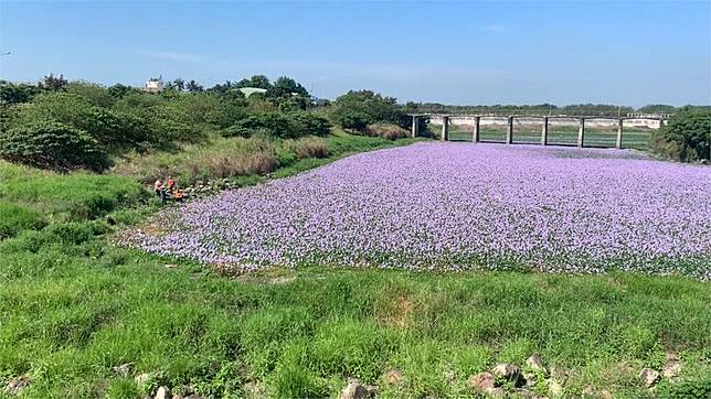 美景竟是生態殺手 雲林滯洪池紫色布袋蓮花海恐影響水質 民視新聞網 Line Today