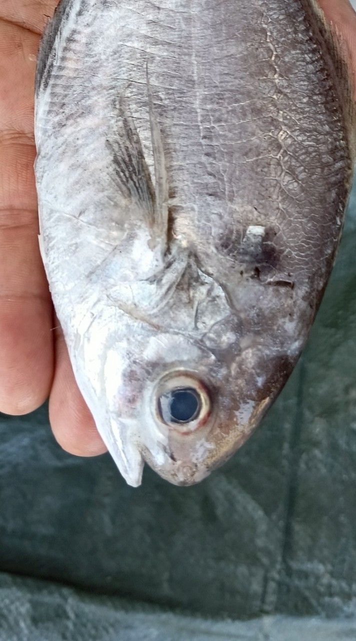年年有🐟