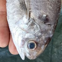 年年有🐟