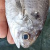 年年有🐟