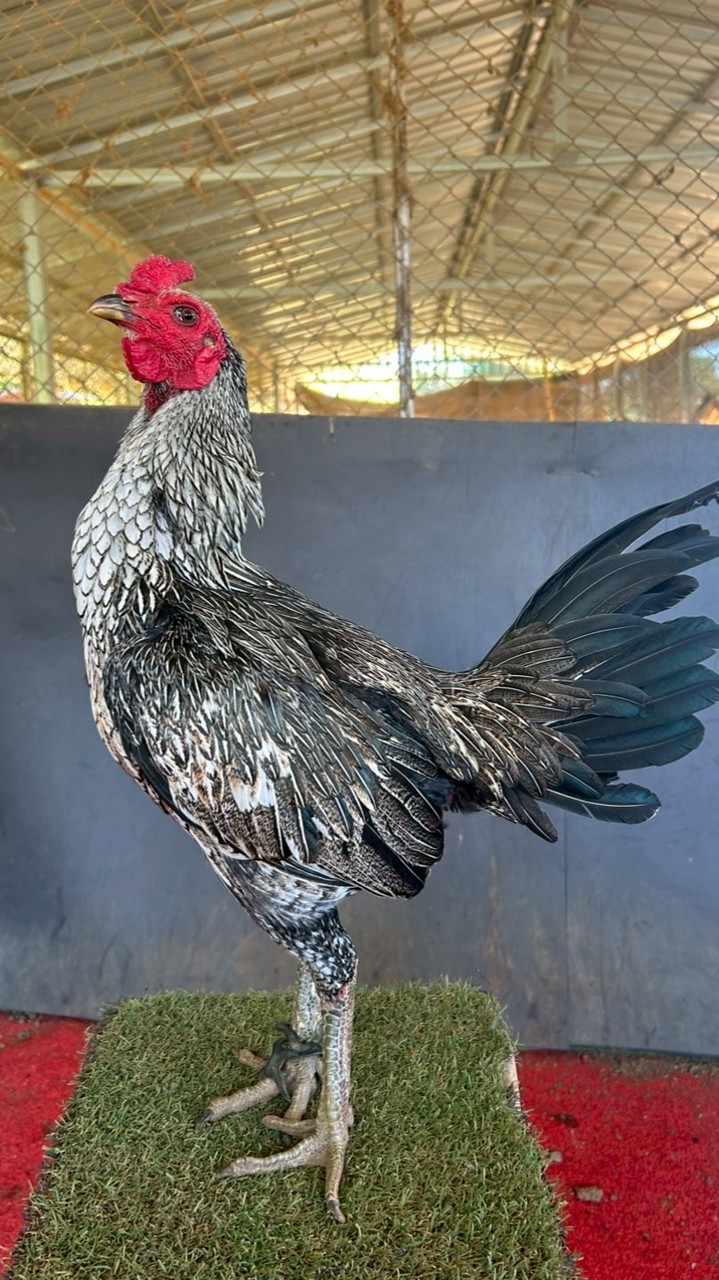 กำชัย ฟาร์ม