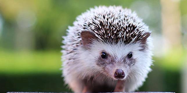 Agar Tidak Berbahaya Begini Cara Aman Memelihara Landak Mini Untuk Anak Anak Pintarpet Line Today