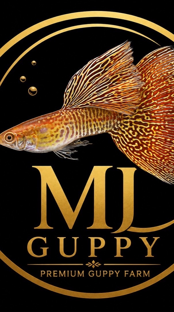 MJ GUPPY🫶🏻🐟